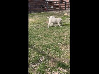 Video by Питомник | Алабай | Породистые собаки