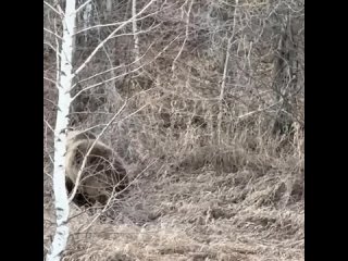 Медведя заметили возле поселка на юге Челябинской области