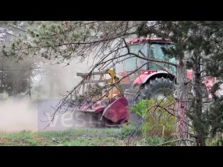 В Севастополе убирают валежную древесину в хвойных насаждениях перед сезоном пожаров
