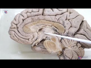 Строение промежуточного мозга от А.А. Стрелкова