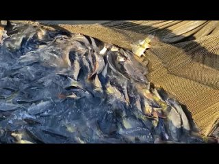 Видео от Рыбалка. Платные пруды Аряш, Тихий Омут и Дубки