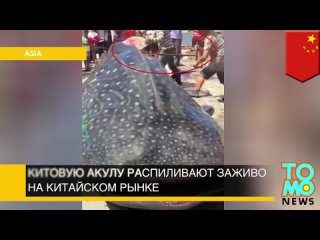 [TomoNews Russia] Китовую акулу распиливают заживо на китайском рынке