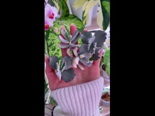 Видео от Flova | Суккуленты | Комнатные растения