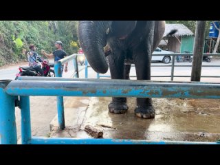 Слон, спуск от биг будды 4
