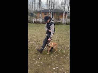 Видео от CODENZO Бельгийская овчарка Малинуа щенки СПб