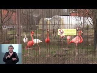 Вакцинация декоративных птиц в зоопарке Ижевска