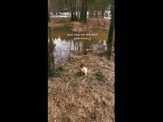 Видео от Стрижка собак и кошек ♡ Самара♡ Управленческий