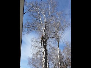 Видео от Спилить дерево Калуга. Очистить участок Калуга.