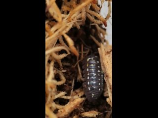 Armadillidium frontetriangulum