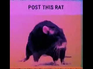 post this rat