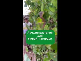 Видео от ЛАНДШАФТНЫЙ ДИЗАЙН