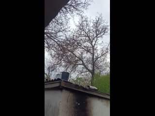 Видео от Грибная охота в Ростовской области