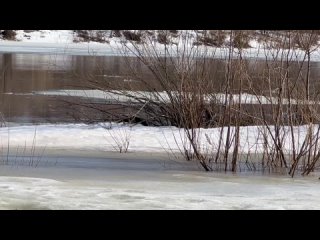 Во Владимирской области на видео запечатлели выдру на берегу