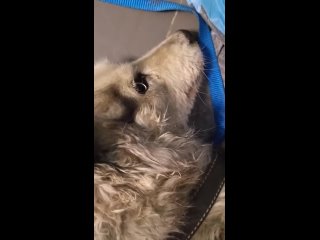 Видео от Пушистый Ангел Группа помощи бездомным животным