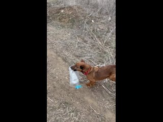 Видео от ДЕЛАЙ ДОБРО Бездомные Животные Волгодонска