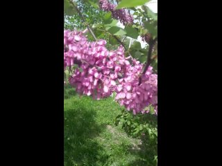 Вот такое красивое! дерево красивыми сиреневыми цветками в Гагаринском парке Симферополь