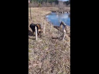 Монгольский Банхар Питомник Золотая Ордаtan video