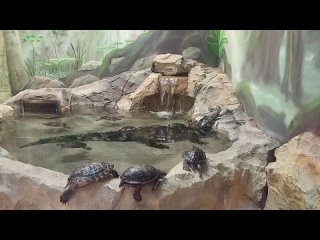 Липецкий зоопарк показал видео с дружбой крокодила Гены и черепах