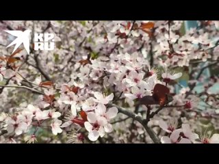 В Луганске цветёт розовая слива