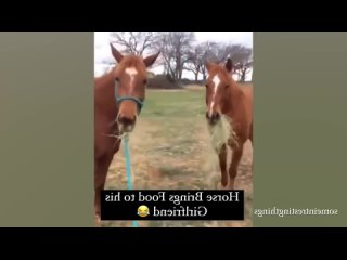 Эти лошади такие веселые