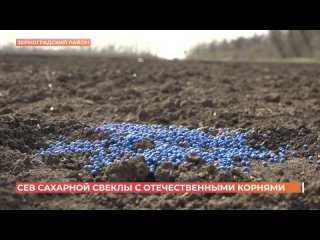 СЕВ САХАРНОЙ СВЕКЛЫ С ОТЕЧЕСТВЕННЫМИ КОРНЯМИ