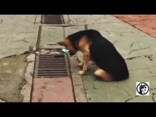 Каждый день бездомная собака вглядывалась в канализационную решетку, за которой скрывался удивительный секрет.