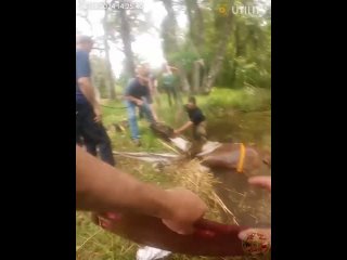 Во Флориде конь провалился в пруд.