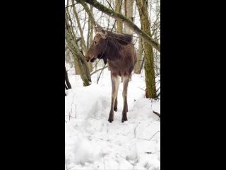 Видео от Сохраним Красковский Лес.