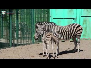 Зебрёнок из Казанского зооботсада уже не просто стоит на ногах, но пытается скакать на них вместе с мамой. (видео)