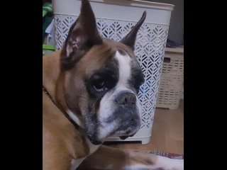 Видео от Немецкий боксер собака мечты.