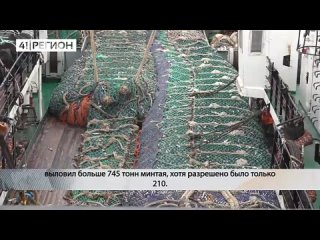 Рыбаки возместят 230 млн за 745 тонн выловленного минтая