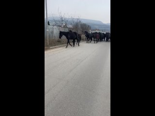 Отправили табун лошадей на штрафстоянку, который не один день кошмарил целый район Кисловодска