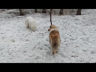 Играют Щенок колли Чин-Чин Проксени, 6,5 мес, и самоед)