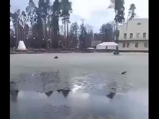 В Подмосковье девочка прыгнула в ледяной пруд, чтобы спасти собакуВ Шатуре Московской области смелая девочка Яна с очень больш