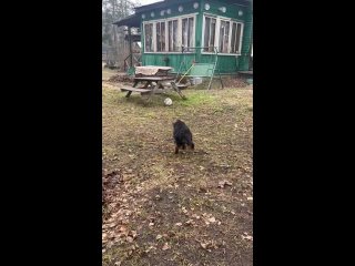 Видео от Софтнесс-Флинт Питомникнемецкиховчарок