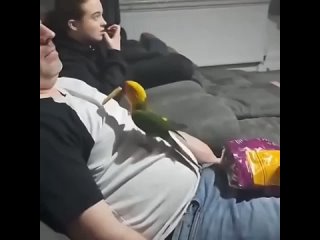 Лучший попугай
