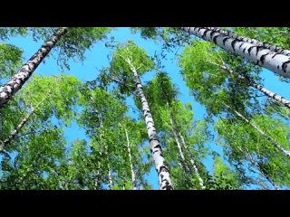 “Алтай многодетный“: серия видеороликов, в которых многодетные семьи предстали в разных образах, связанных с историей Алтайского