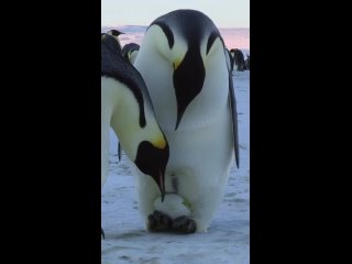 Императорские пингвины Антарктиды
Видео от ЗА животных!Живодëрам НЕТ!
