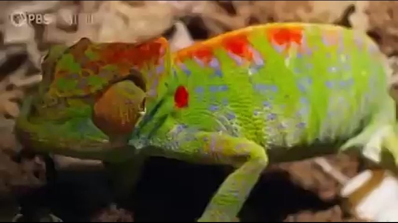 Female Chameleon erupts in color before death