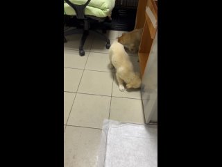Видео от Дом счастливых собак HAPPY DOLLY