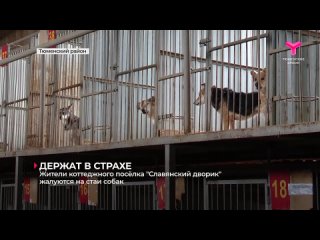 Жители коттеджного посёлка «Славянский дворик» жалуются на стаи собак