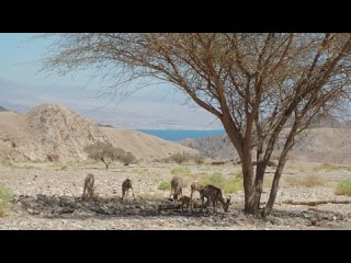 Wild Israel S01E02