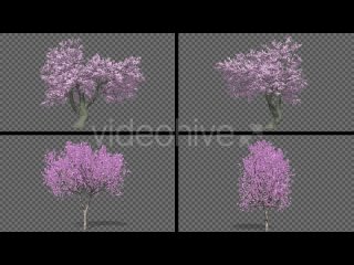 flowering-cherry-tree-pack