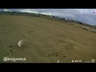 В Бурятии дрон спас теленка