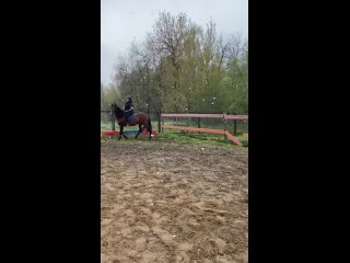 Video by Испанские (андалузские) лошади .