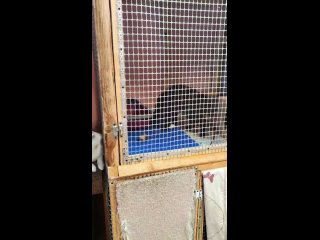 Video by АНО “Центр помощи бездомным животным “МУРКОТ“