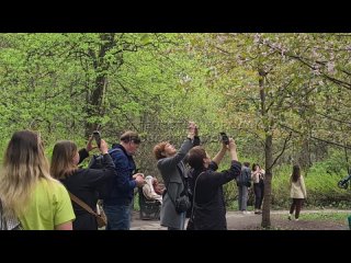 Москвичи наблюдают цветение сакуры в Бирюлевском дендропарке