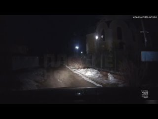 Огромный пес напал на девушку в Ленобласти — жертву спасли проезжающие мимо люди  Собака вцепилась в