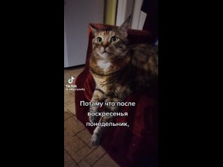 Video by Древесный наполнитель в Ярославле.