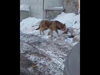 В Екатеринбурге пытаются спасти глупую собаку